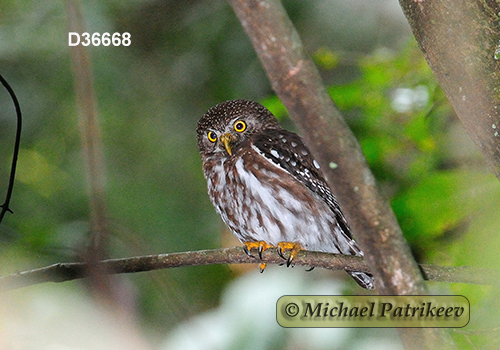 Glaucidium brasilianum